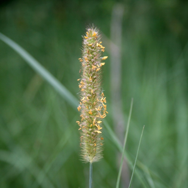 African Bristlegrass photo 3