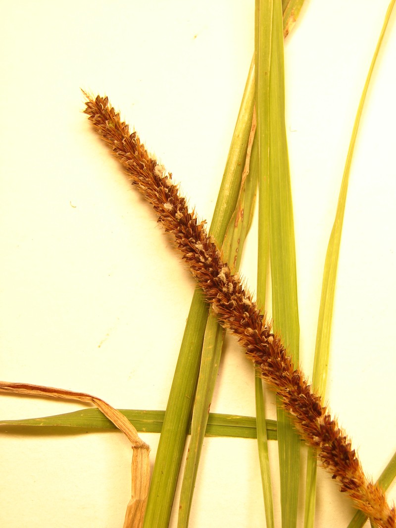 African Bristlegrass