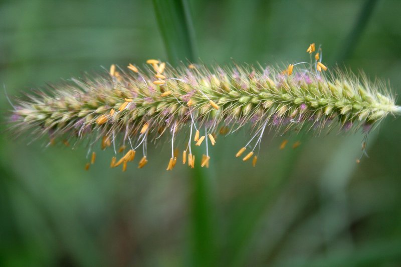 African Bristlegrass photo 5