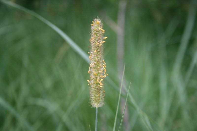 African Bristlegrass photo 6
