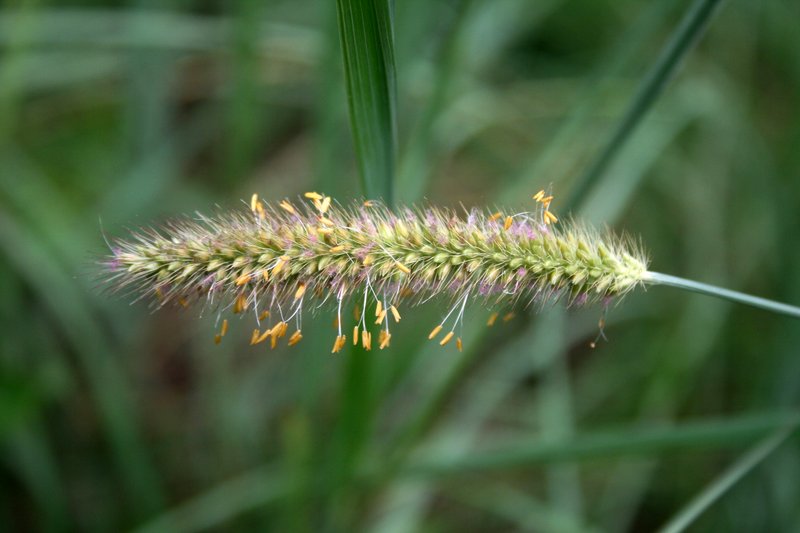 African Bristlegrass photo 7