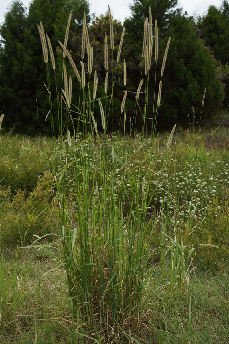 African Bristlegrass photo 8