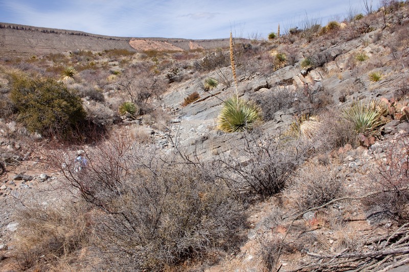 Texas Bristlegrass photo 3
