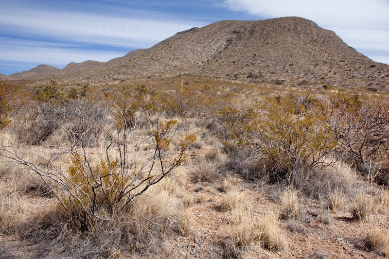 Texas Bristlegrass photo 4