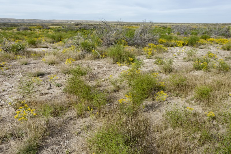 Texas Bristlegrass photo 5