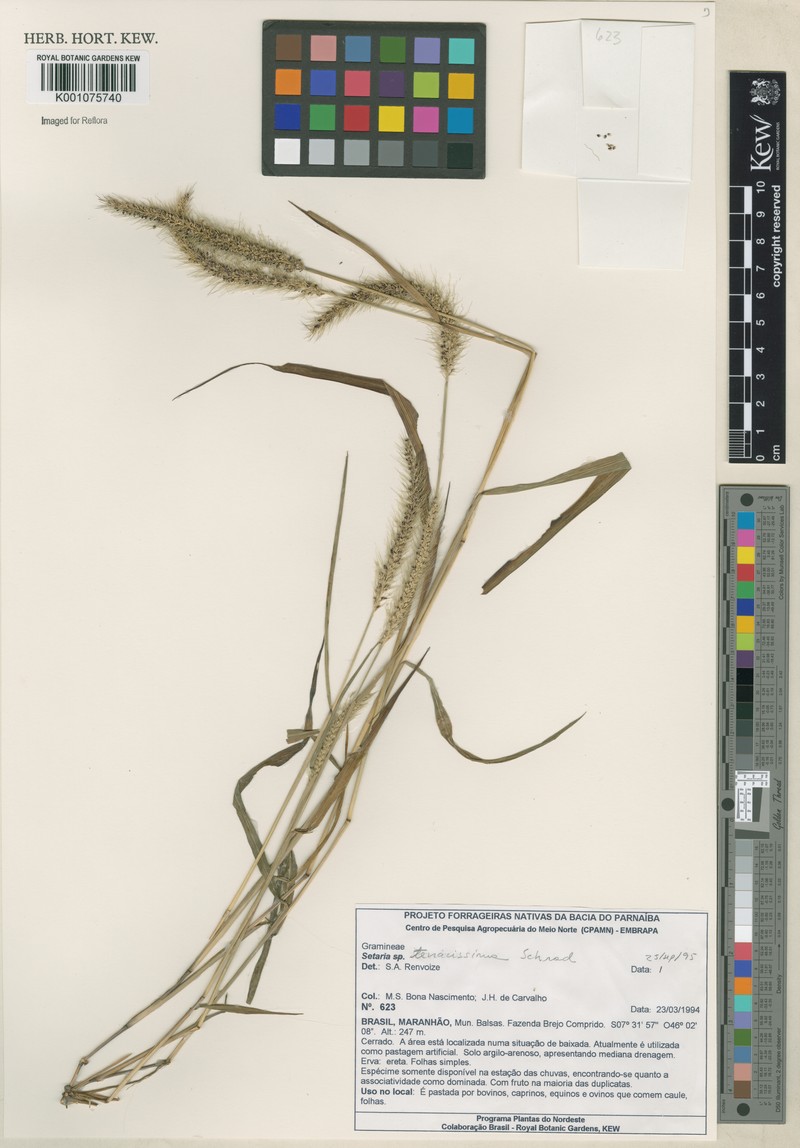 Tropical Bristlegrass photo 2