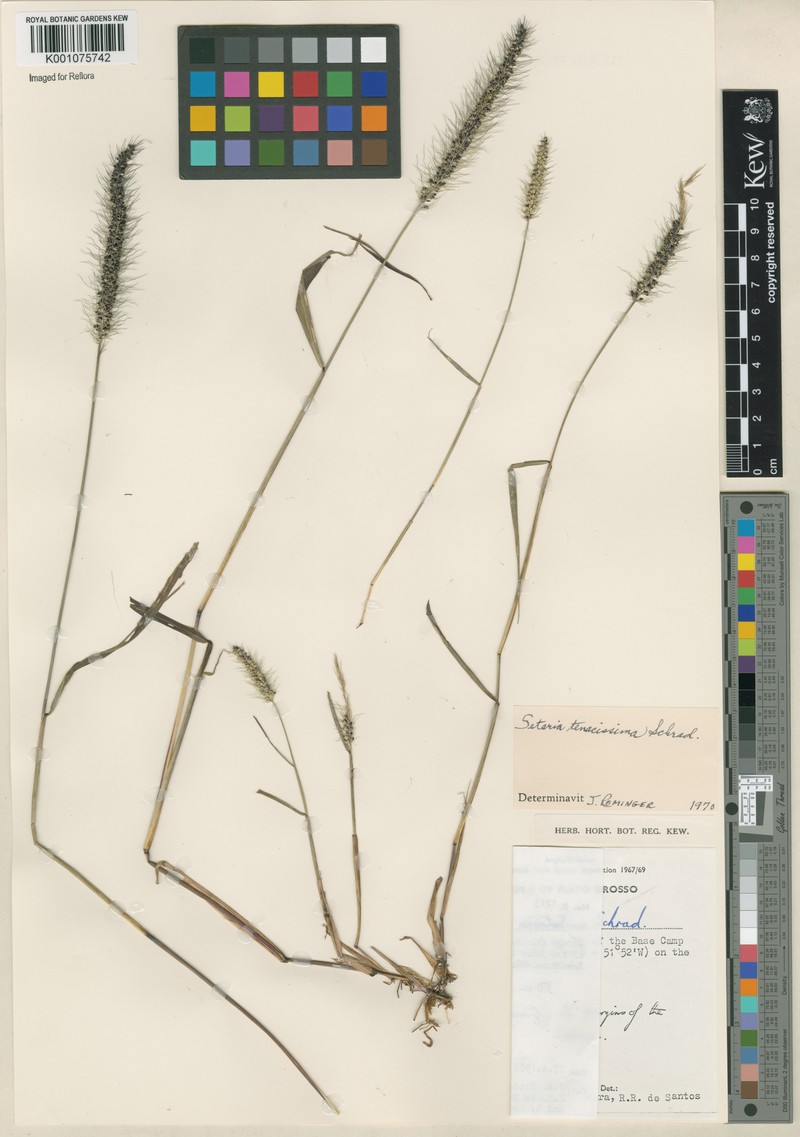 Tropical Bristlegrass photo 3