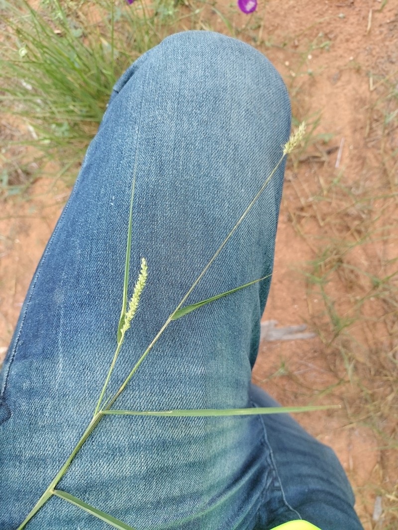 Texas Bristlegrass