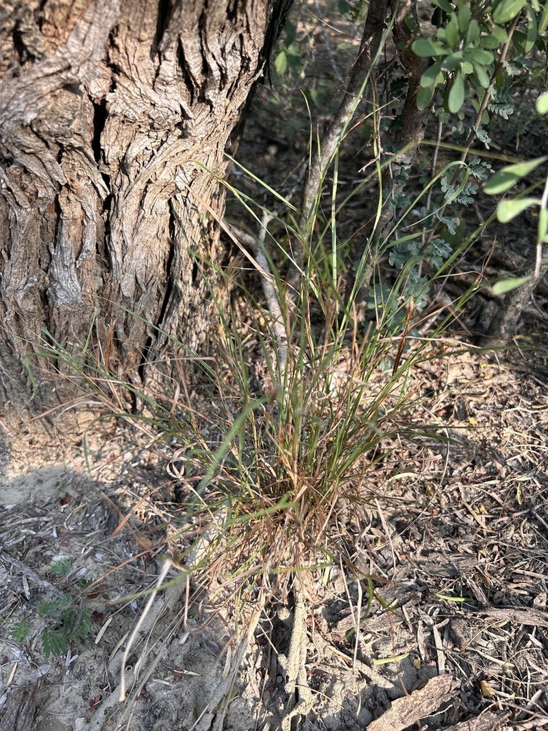 Texas Bristlegrass photo 3