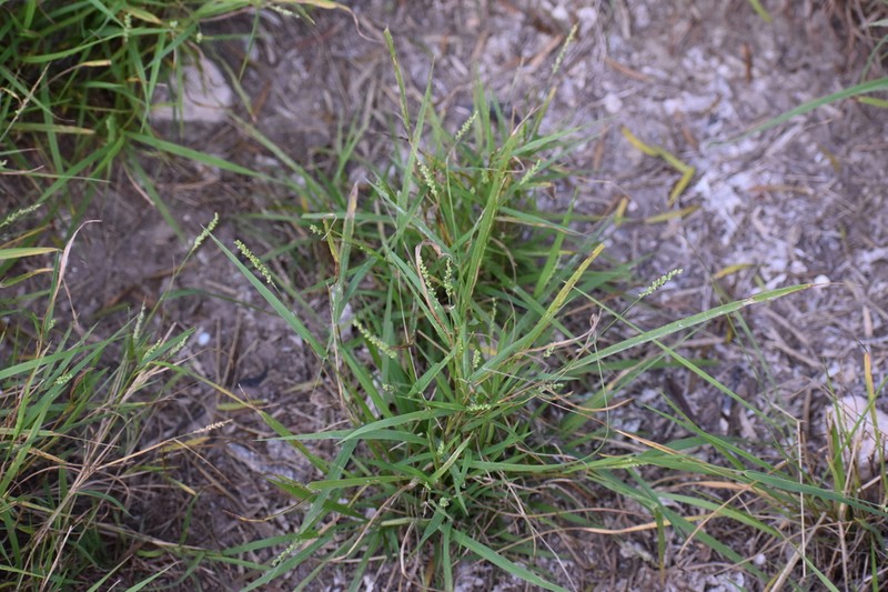 Texas Bristlegrass photo 4