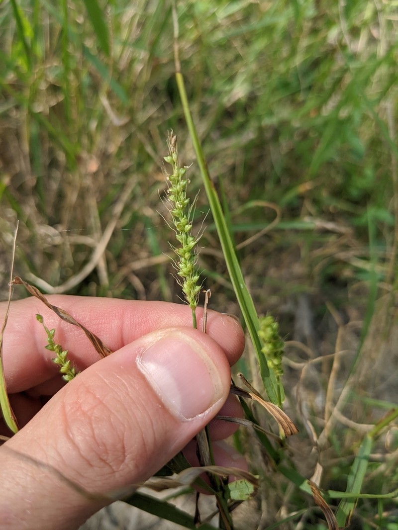 Texas Bristlegrass photo 5