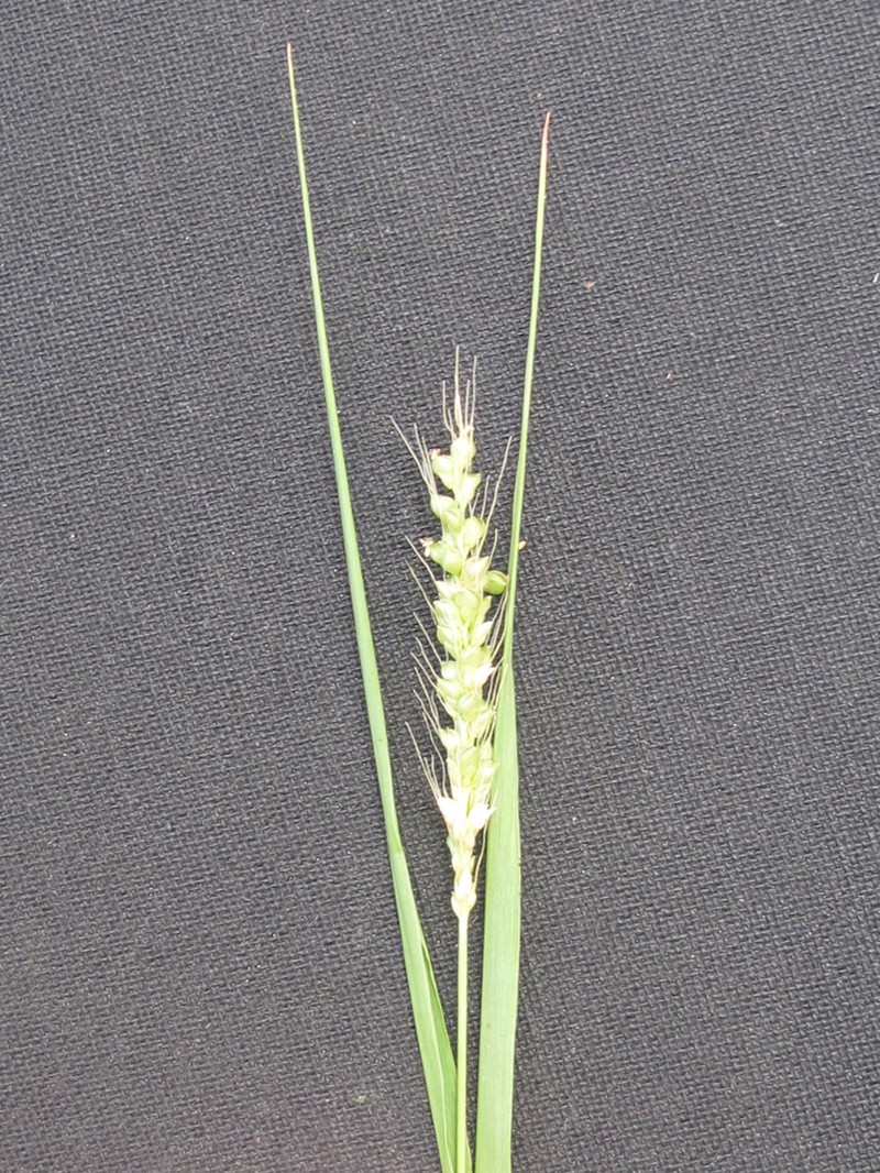 Texas Bristlegrass photo 6