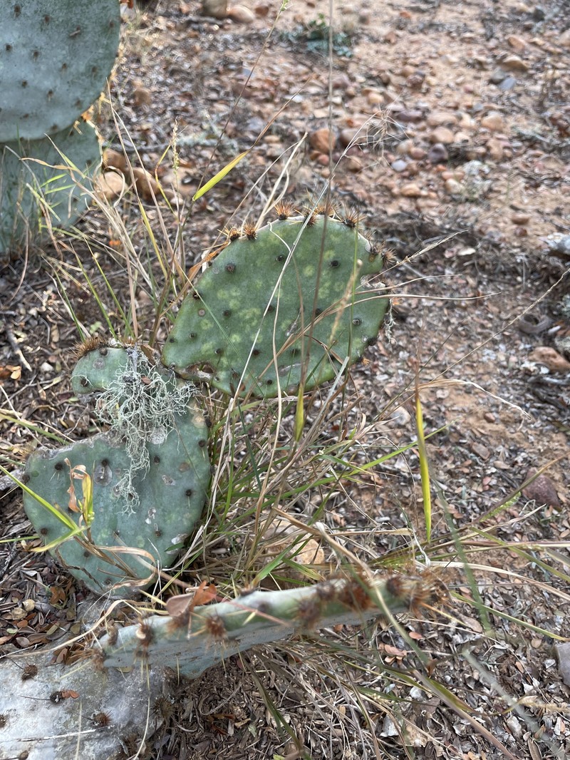 Texas Bristlegrass photo 7