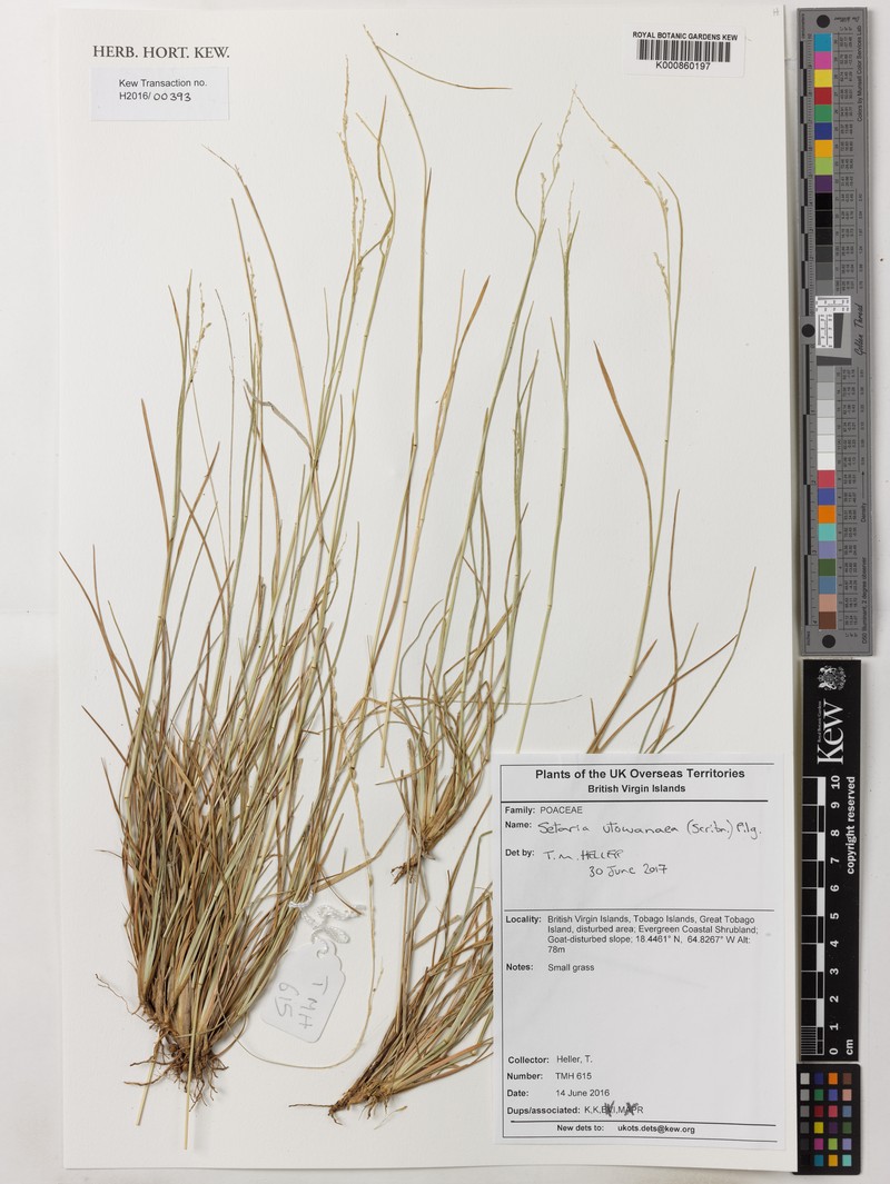Caribbean Bristlegrass