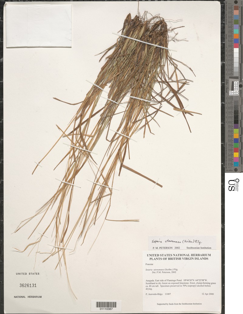 Caribbean Bristlegrass photo 2