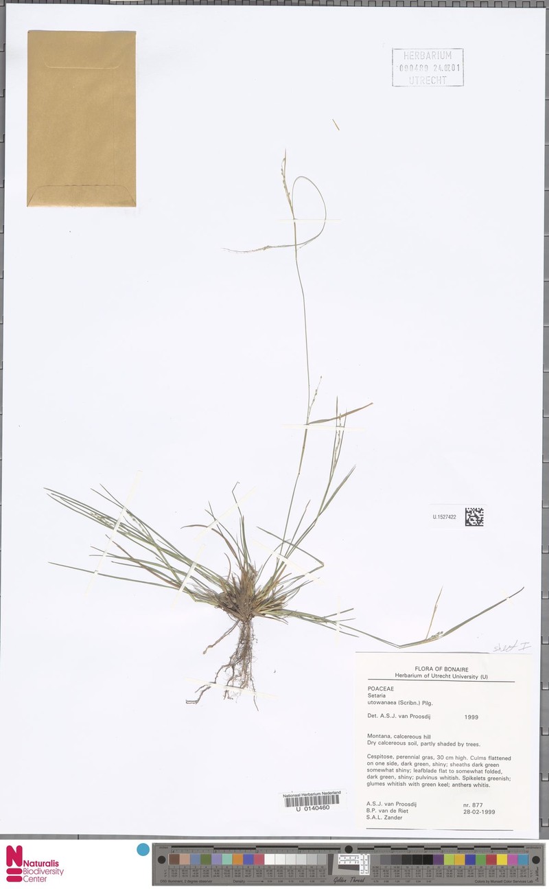 Caribbean Bristlegrass photo 3