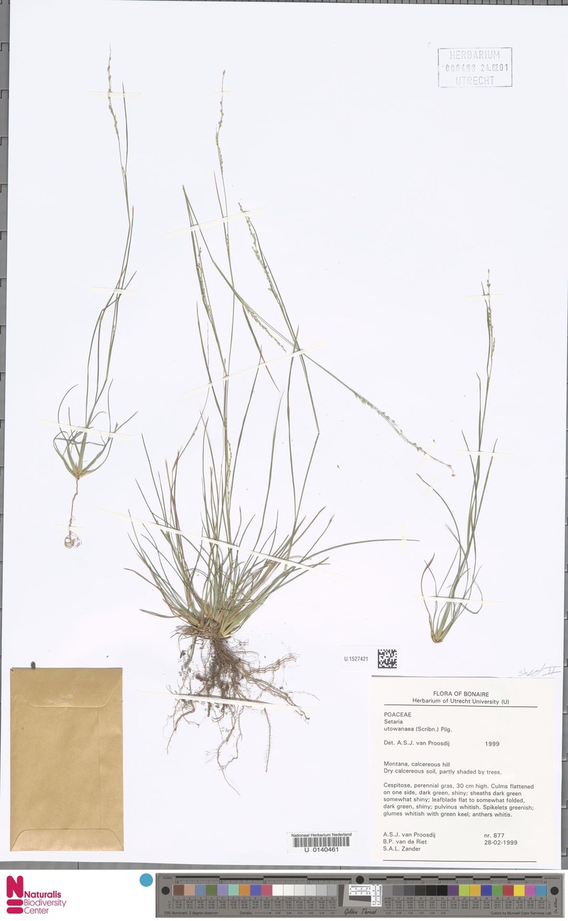 Caribbean Bristlegrass photo 4