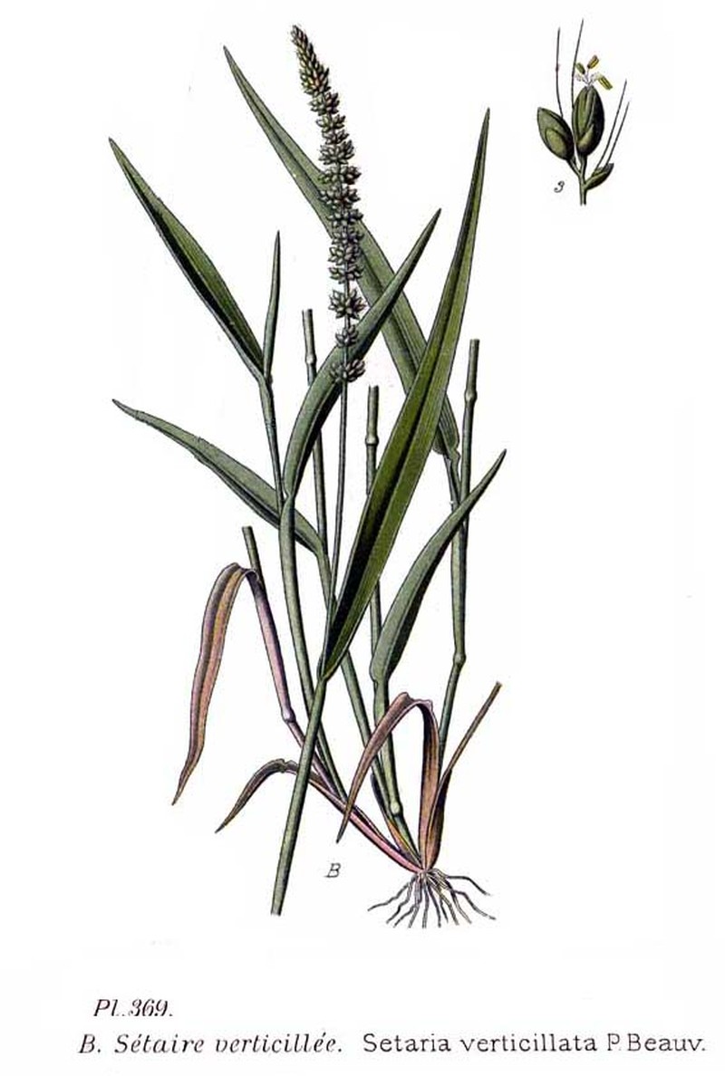 Hooked Bristlegrass photo 2
