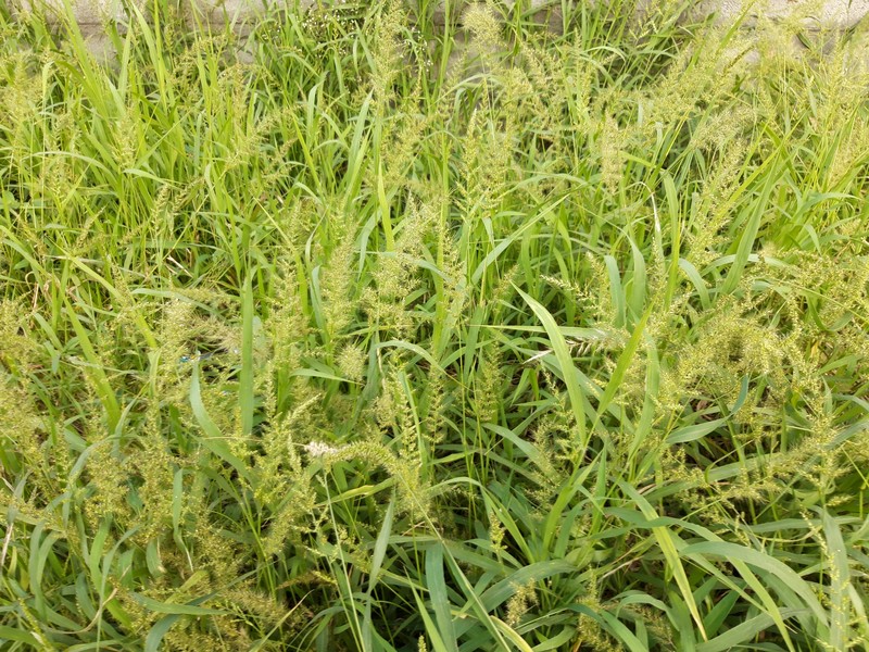 Hooked Bristlegrass photo 3