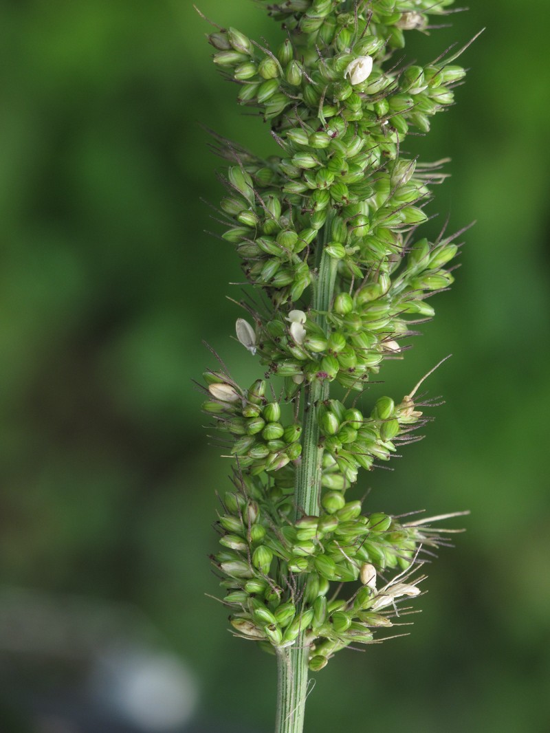 Hooked Bristlegrass photo 5
