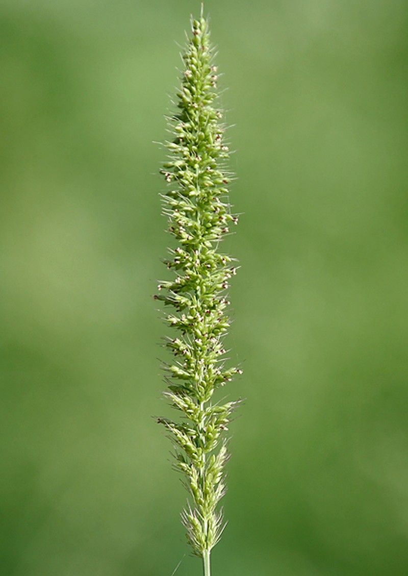 Hooked Bristlegrass