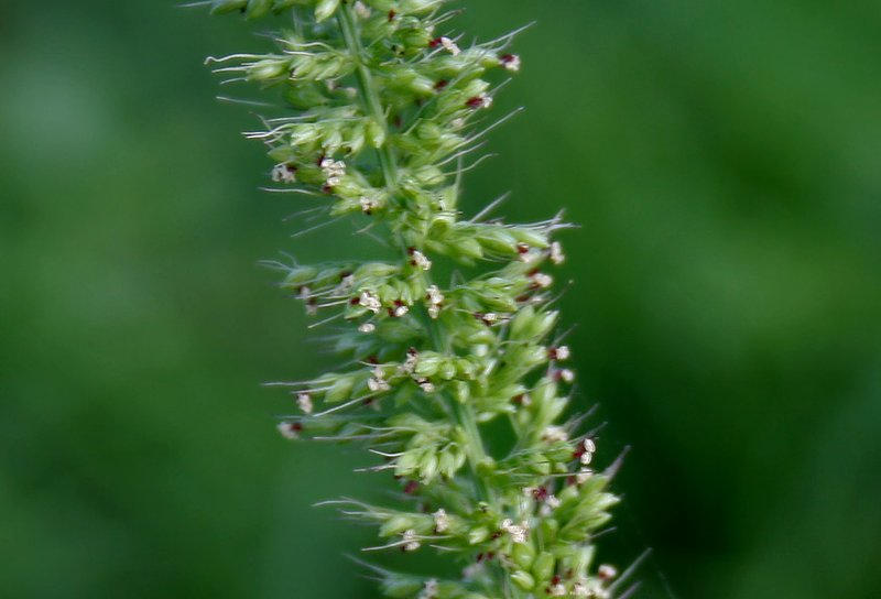 Hooked Bristlegrass photo 8