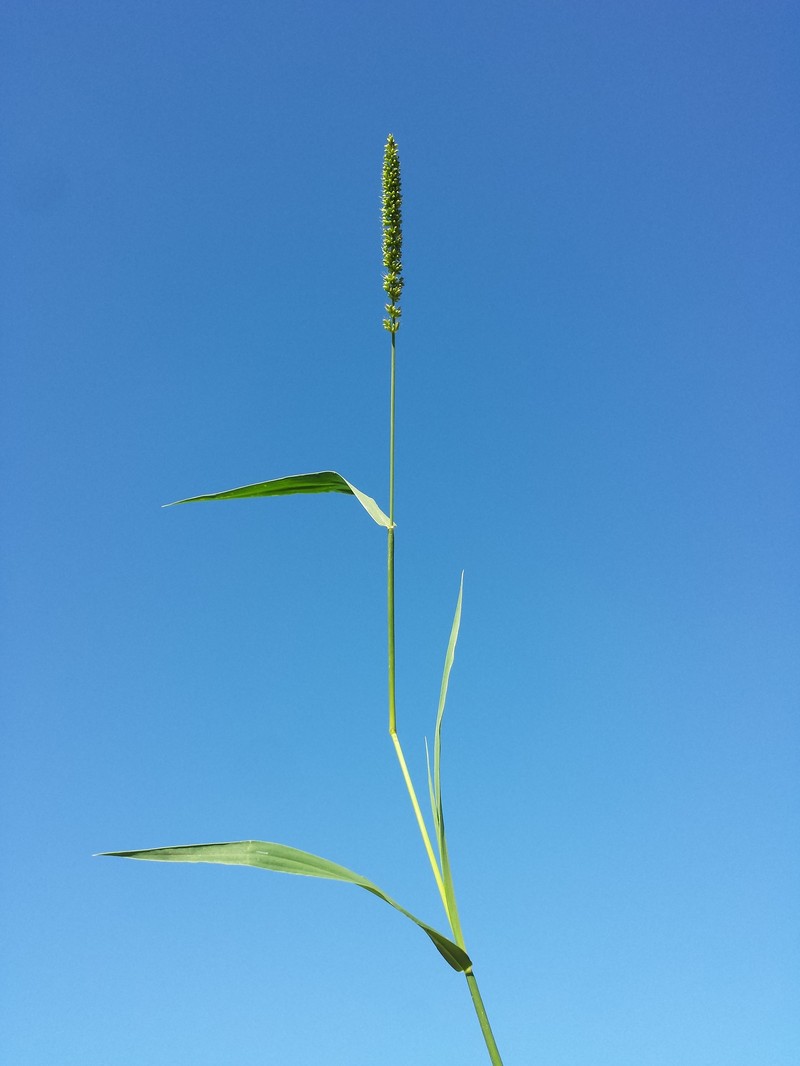 Barbed Bristlegrass