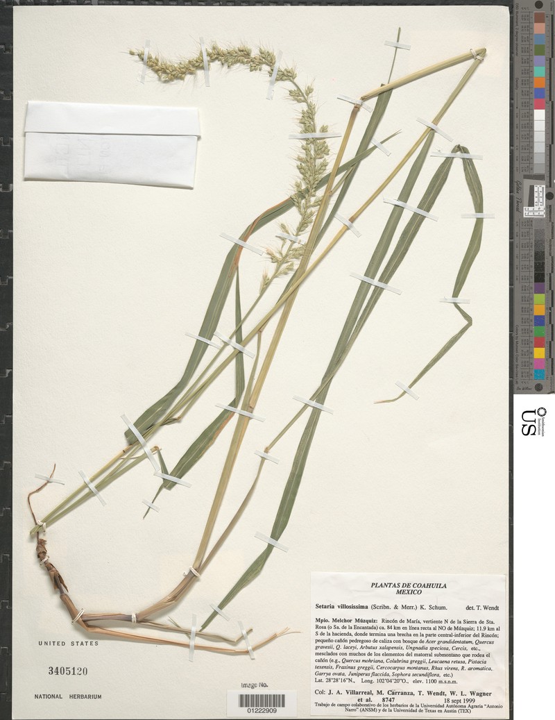 Hairyleaf Bristlegrass