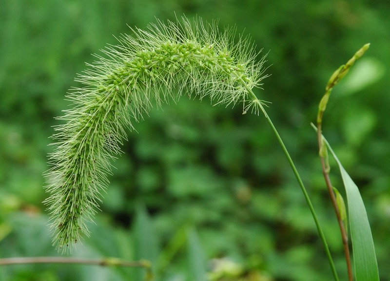 Green Bristlegrass photo 4