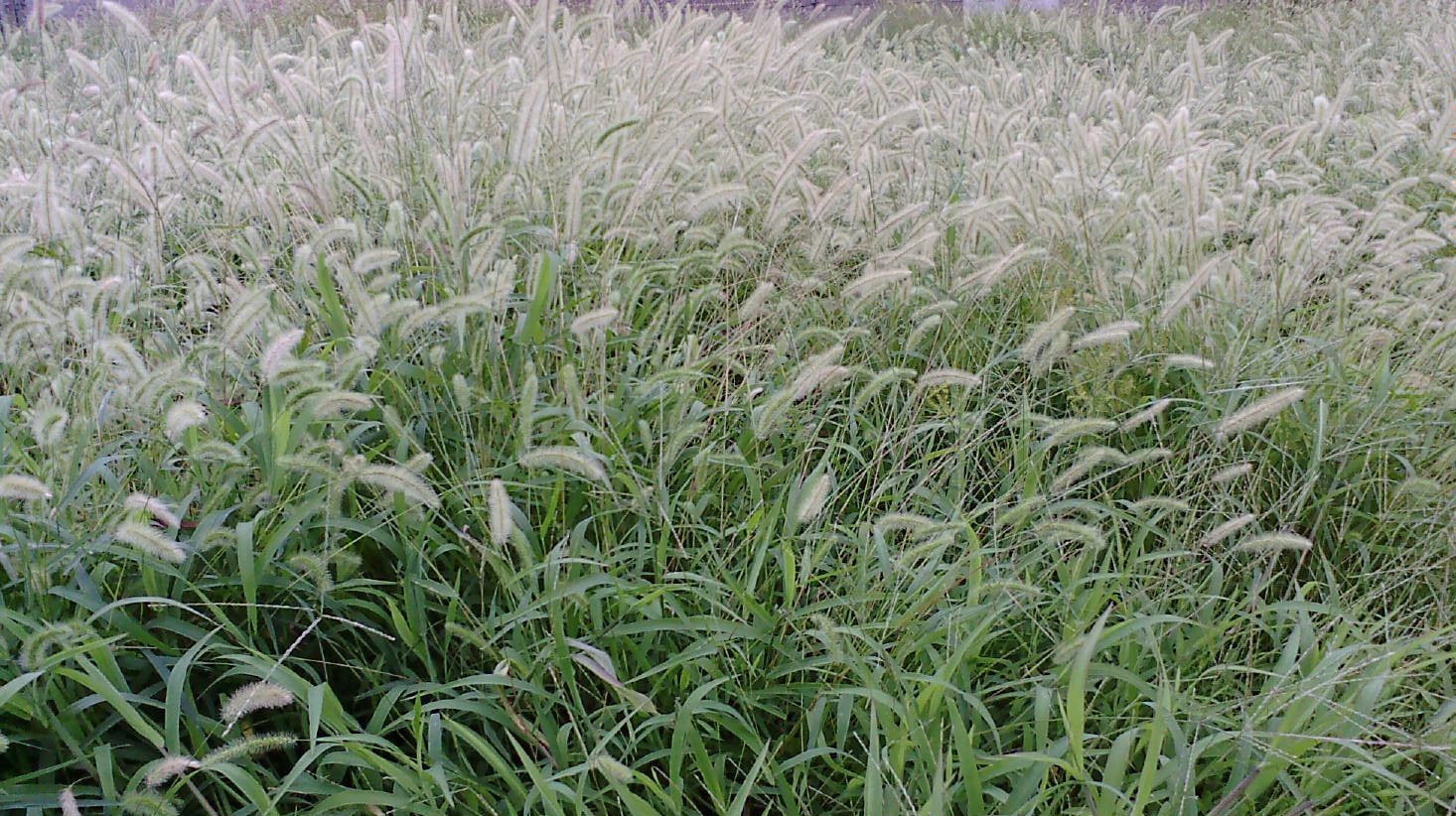 Green Bristlegrass photo 5