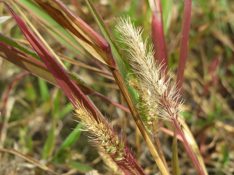 Green Bristlegrass photo 7