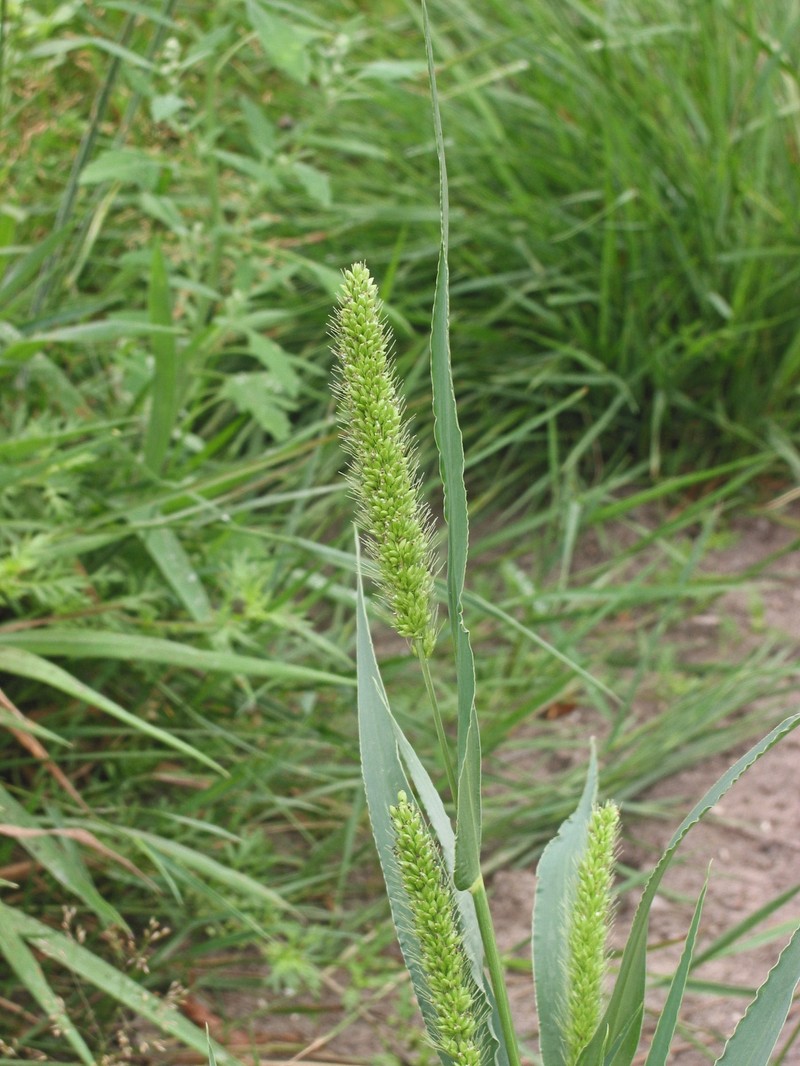 Green Bristlegrass