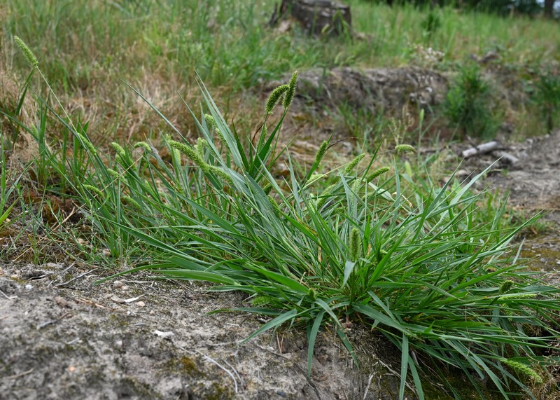 Green Bristlegrass photo 2