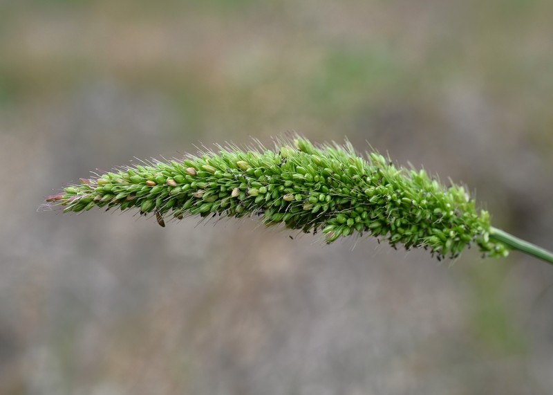 Green Bristlegrass photo 3