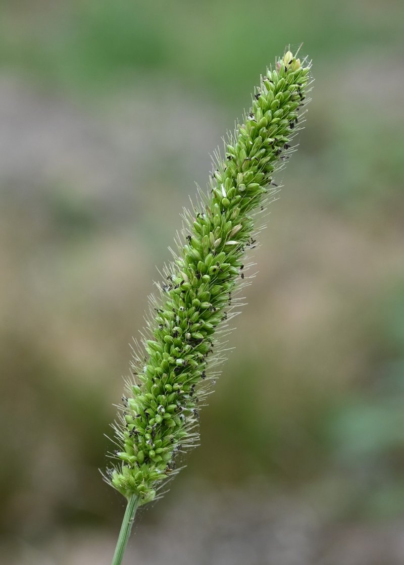 Green Bristlegrass photo 8