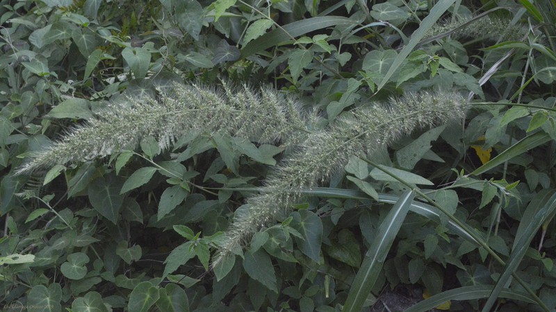 Plains Bristlegrass photo 3