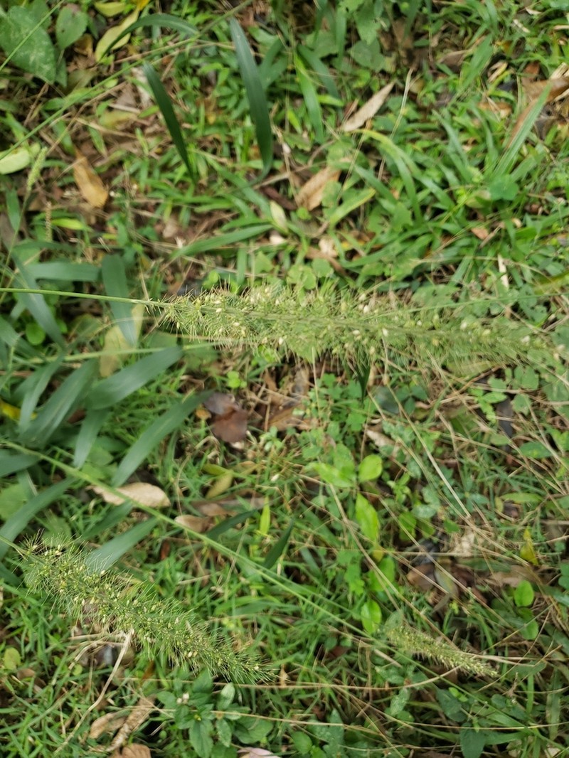 Plains Bristlegrass photo 5