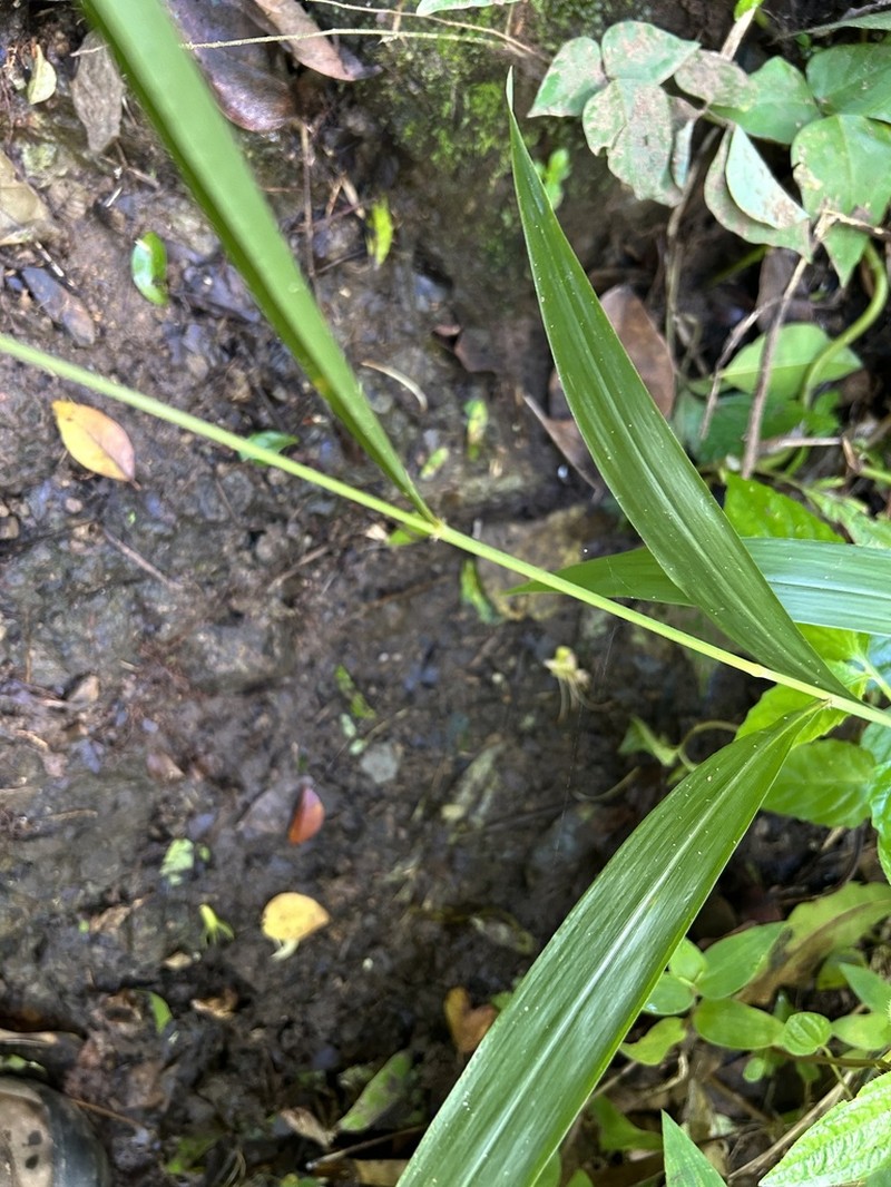 Plains Bristlegrass photo 6