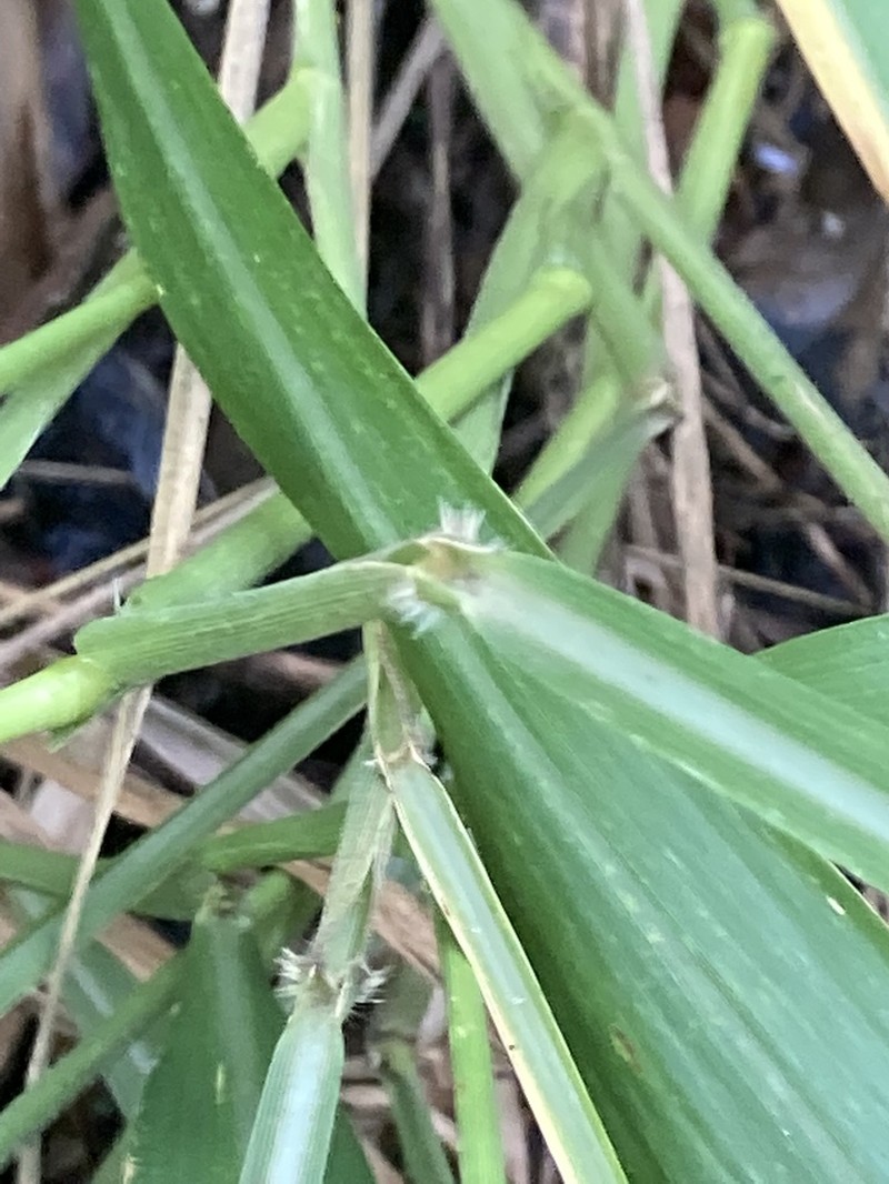 Plains Bristlegrass photo 8
