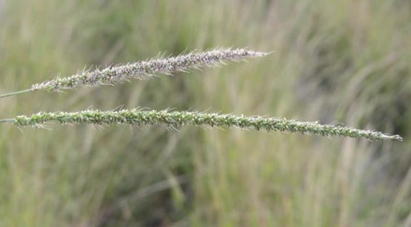 Plains Bristlegrass