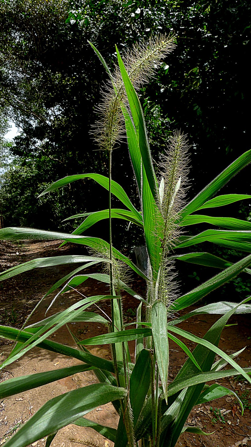 Plains Bristlegrass photo 2
