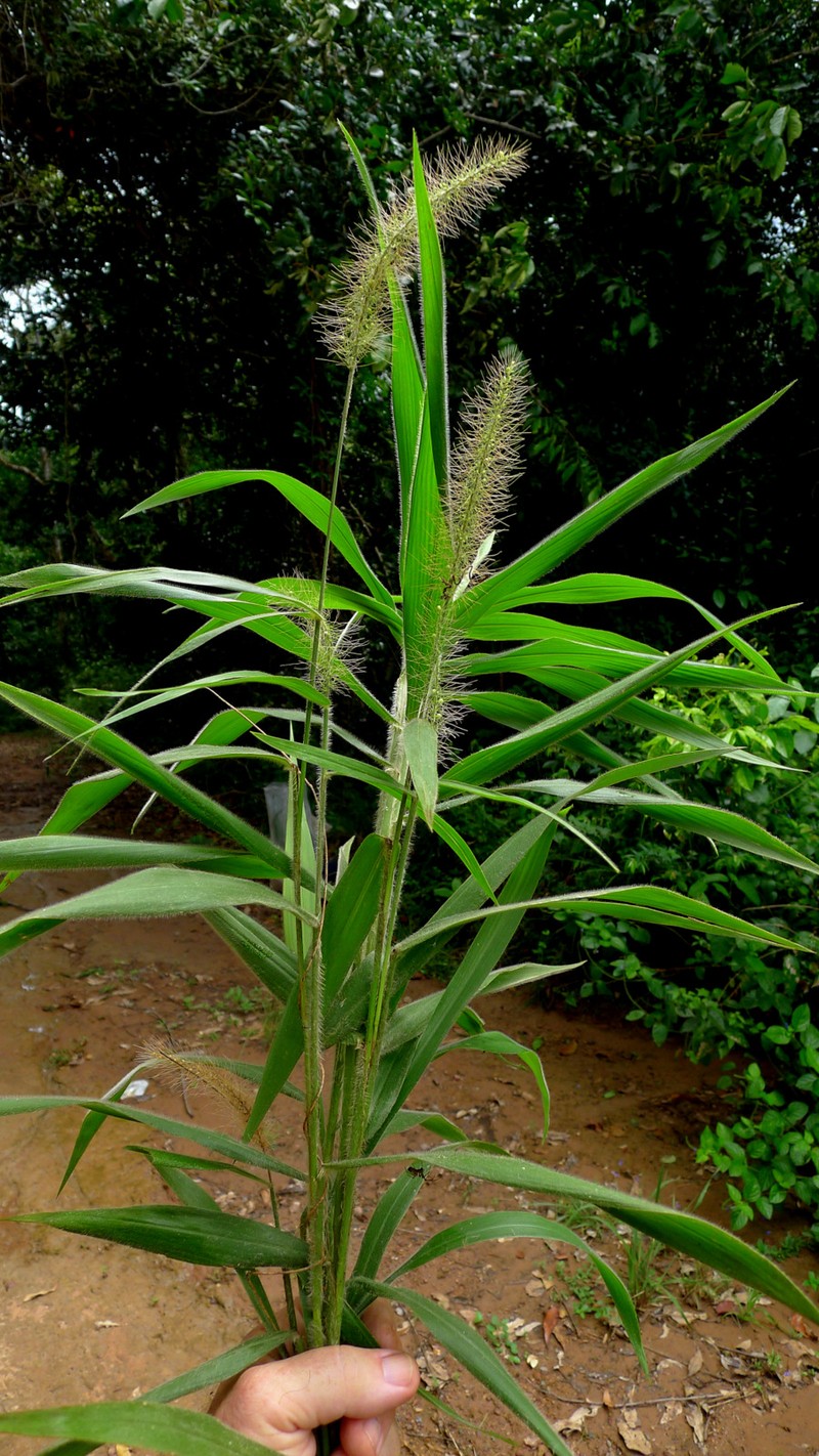 Plains Bristlegrass photo 3