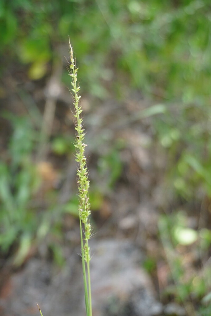 Setariopsis photo 3