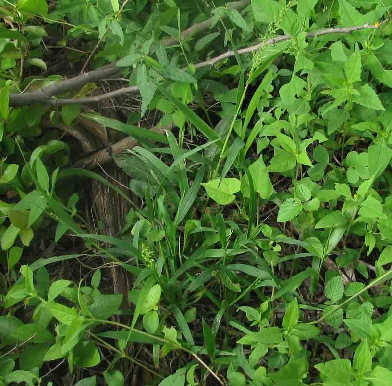 Setariopsis photo 4