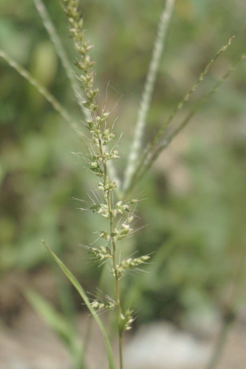 Setariopsis photo 5