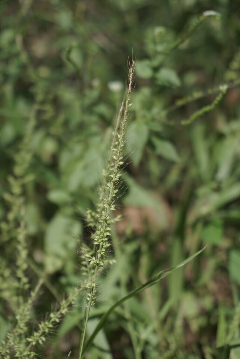 Setariopsis photo 6