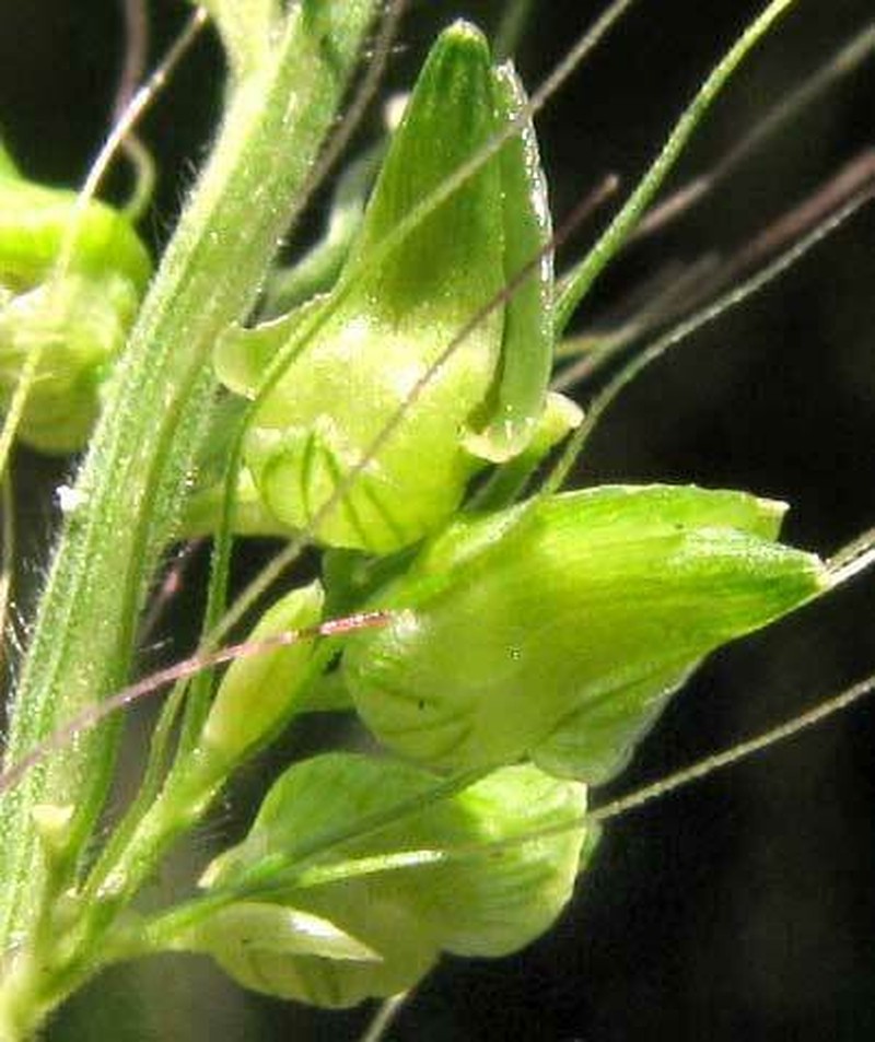 Setariopsis photo 7