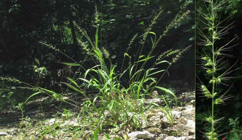 Setariopsis photo 2
