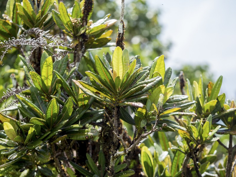 Seychellea sechellarum