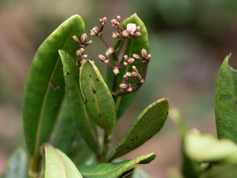 Seychellea sechellarum photo 2